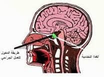 الغدة النخامية